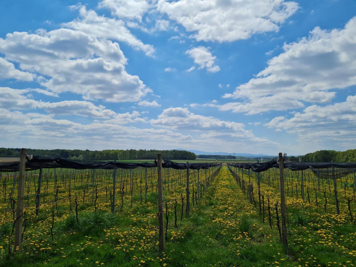 Wine Paradise Glavinic Miklavz pri Ormozu Eksteriør billede